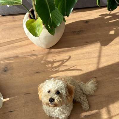 Hundetreffen-Spieltreff und Gassi-Bild