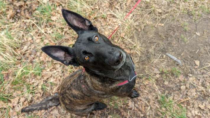 Holländische Schäferhunde-Beitrag-Bild