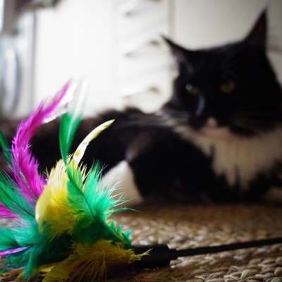 %{de_profession_title}-Mobile Tierbetreuung-Bild