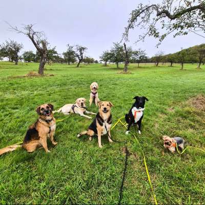 %{de_profession_title}-Gassi-Service-Bild