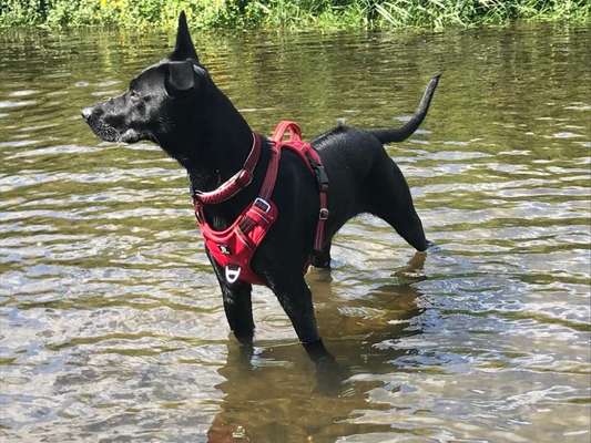 Rhodesian Ridgeback-Beitrag-Bild