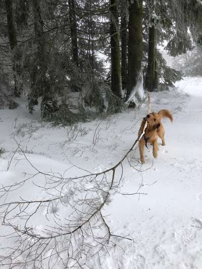 Schnee Foto-Beitrag-Bild