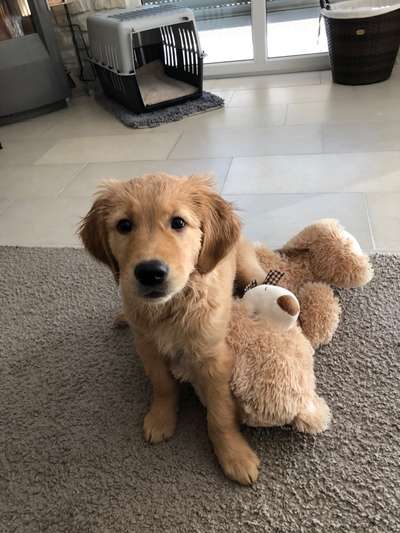 Vom Welpen zum Hund-Beitrag-Bild