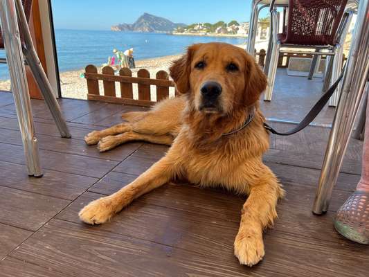 Vom Welpen zum Hund-Beitrag-Bild