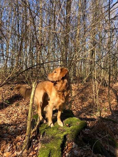 Golden Retriever-Beitrag-Bild