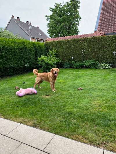 Golden Retriever-Beitrag-Bild