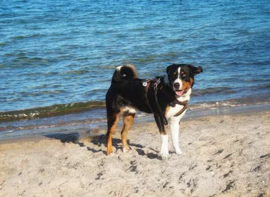 Dogorama-Monats-Challenge-Mai "Wasser"-Beitrag-Bild