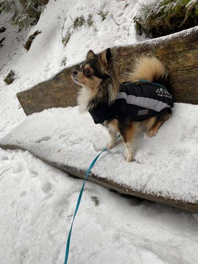 Dogorama Photo Challenge - Es wird nochmal kalt!-Beitrag-Bild