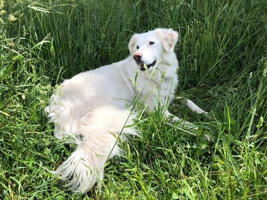 Deine Frage an einen Hundetrainer (Dogorama Webinar)-Beitrag-Bild