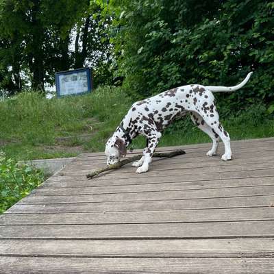 Hundetreffen-Welpentreffen zur Sozialisierung in Linden Nord-Bild