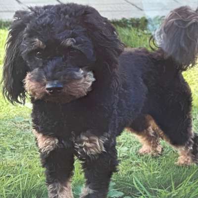 Hundetreffen-Zusammen toben-Bild