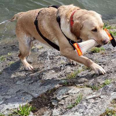 Hundetreffen-Wanderbegeisterte gesucht-Bild