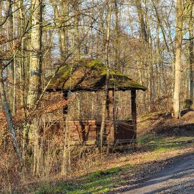 Hundetreffen-Sozial Walk-Bild