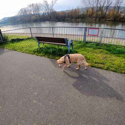 Hundetreffen-Hundetreffen / Spielen / Training oder Joggen-Bild