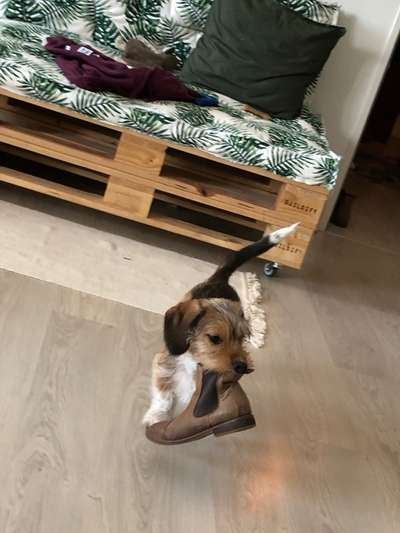 FOTOCHALLENGE: 25  Thema:  Hündische Haushaltshilfen-Beitrag-Bild