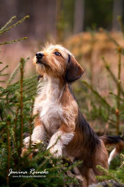 Fotochallenge No. 26                                     Wald und Wiese-Beitrag-Bild