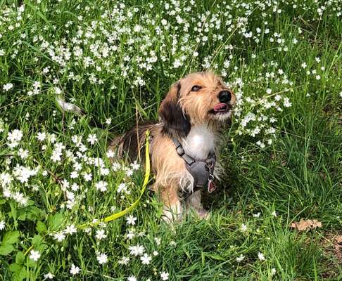 Hundegeschirr mit Stil-Beitrag-Bild