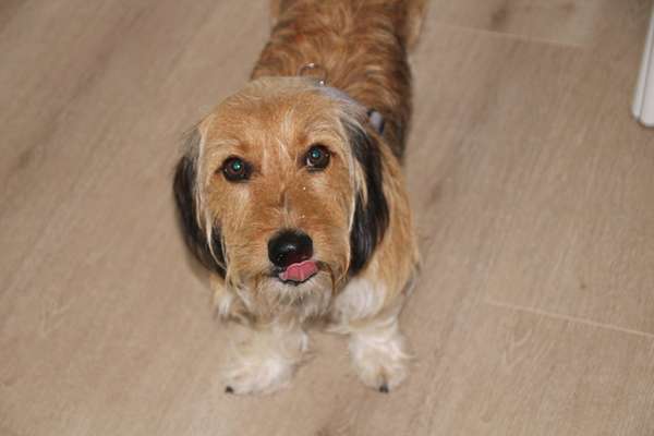 Fotochallenge Nr. 59 - Mein Hund zeigt die Zunge-Beitrag-Bild