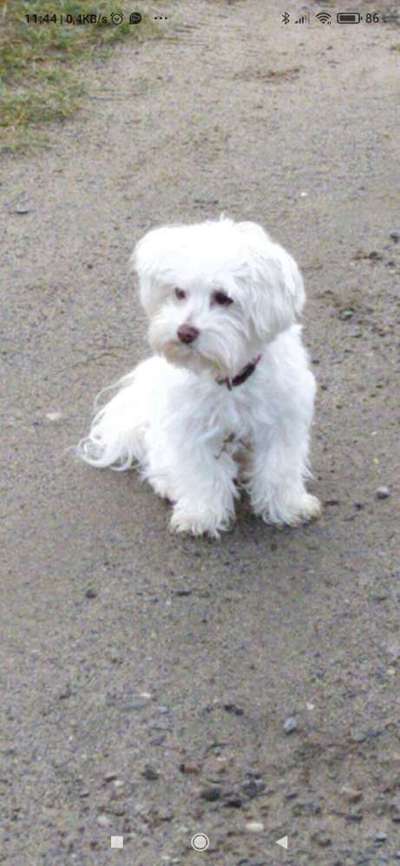 Wie "jung" haben sich eure Hunde gehalten ?-Beitrag-Bild