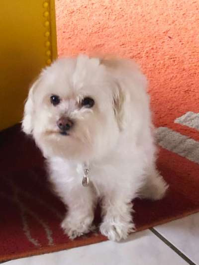 Dogo Argentino Freunde-Beitrag-Bild