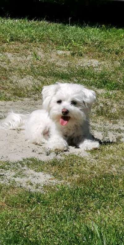 euer ältester Hund ?-Beitrag-Bild