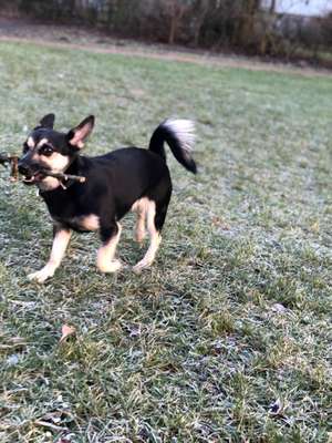 Hundetreffen-Spiel- oder Gassirunde-Bild