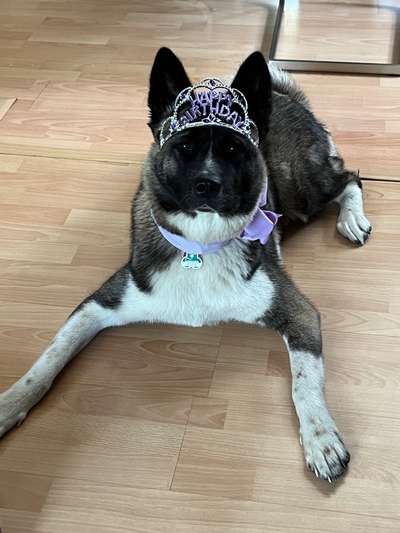 Dogorama Photo Challenge - Festliches Accessoires-Beitrag-Bild