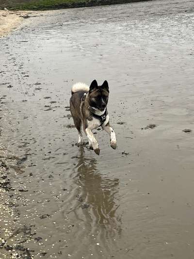 Dogorama Photo Challenge - Hunde in Action-Beitrag-Bild