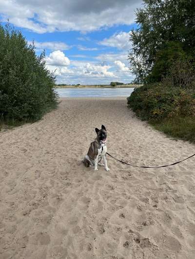 Handy Fotochallenge Nr. 52: Dein Hund mit blauem Himmel-Beitrag-Bild