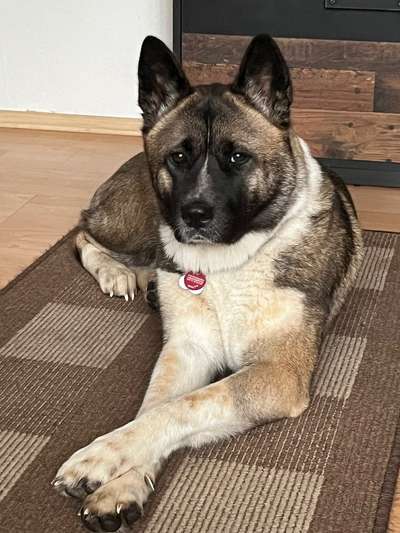 Shiba - Eltern-Beitrag-Bild