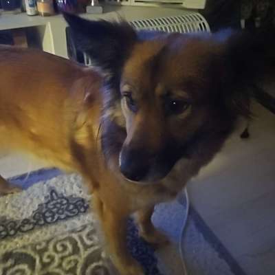 Hundetreffen-Zum Spiel und Gassi gehn-Bild