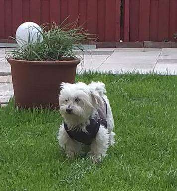 Die Dogorama Monats Challenge "Es grünt und blüht"-Beitrag-Bild