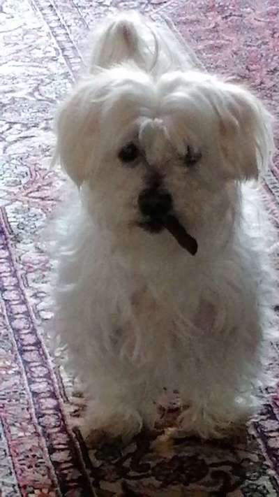 Zeige das lustigste Bild eures Hundis-Beitrag-Bild