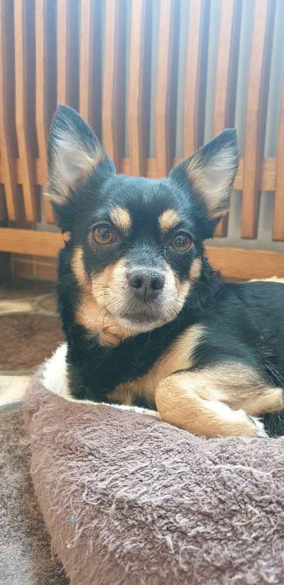 Prager Rattler-Beitrag-Bild