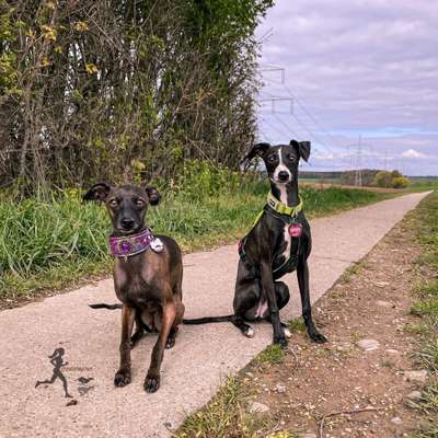 Windhunde - Treffen der besonderen Schönheiten
HERZLICH WILLKOMMEN-Beitrag-Bild