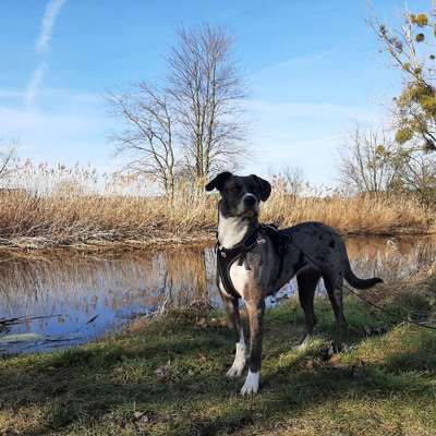 Hundetreffen-Socialwalk