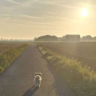 Hundetreffen-Spaziergang Niederkassel-Bild