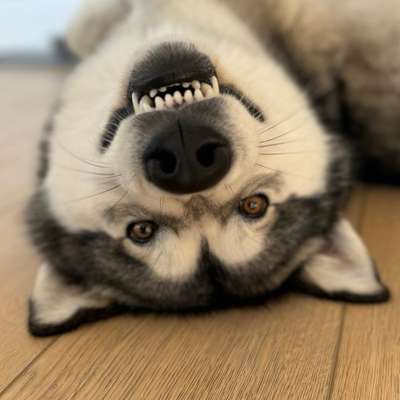 Kirsten's Profilbild