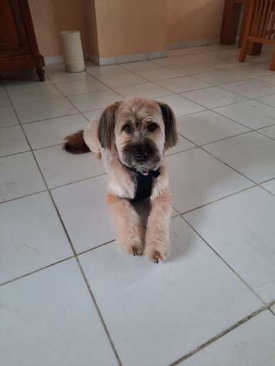 Auslandstierschutz-Beitrag-Bild