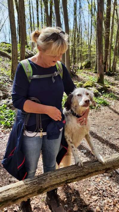 English Setter-Beitrag-Bild