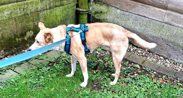 Orthopädisch oder Magen/Darm?-Beitrag-Bild