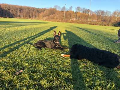 Hundeauslaufgebiet-Hoher Busch-Bild