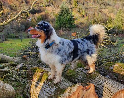 Aussies-Beitrag-Bild