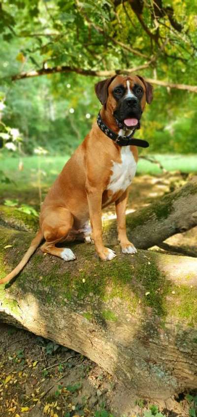 Wald Bild-Beitrag-Bild