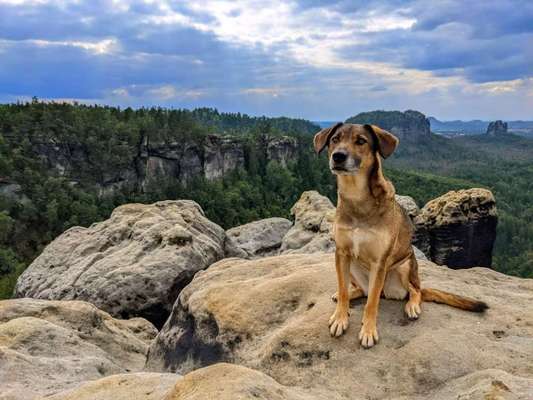 Challenge 41 - Mein Hund im Urlaub-Beitrag-Bild