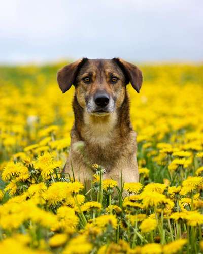 Schäferhund-Beitrag-Bild