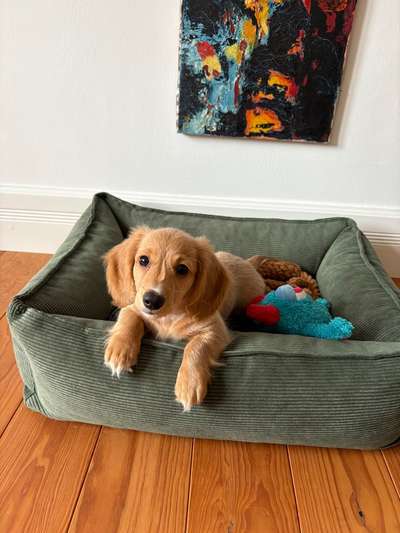 Hundetreffen-Welpentreffen Frankfurt Sachsenhausen-Bild