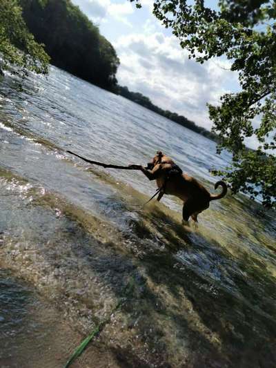 Dogorama-Monats-Challenge-Mai "Wasser"-Beitrag-Bild