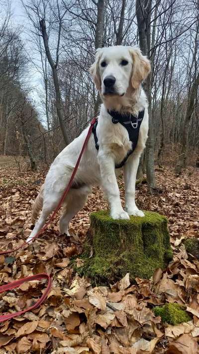 Wo sind die Golden Retriever Liebhaber?-Beitrag-Bild