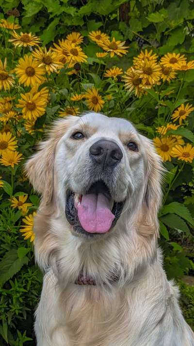 Hunde Porträt (Portrait) Galerie....-Beitrag-Bild
